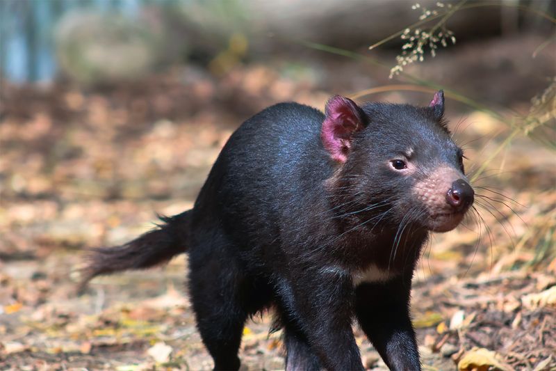 Tasmanian Devil