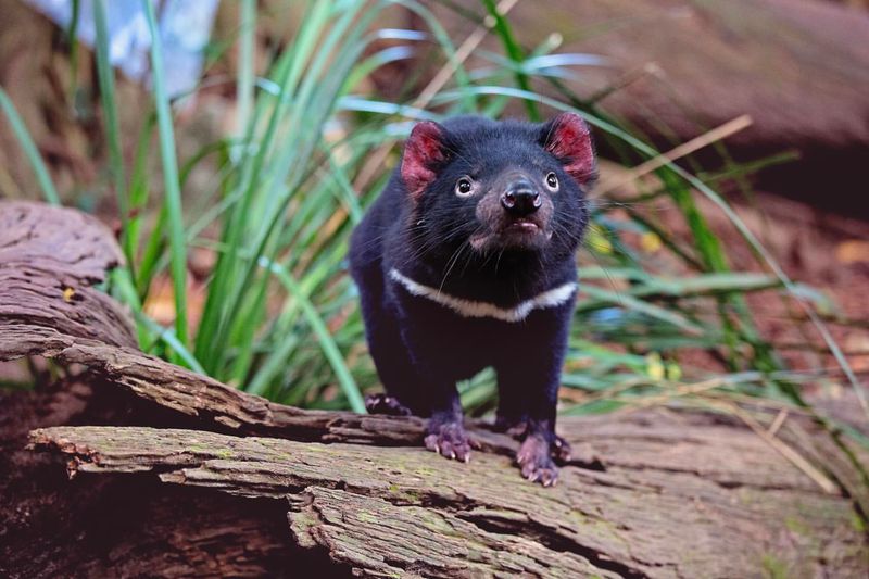 Tasmanian Devil