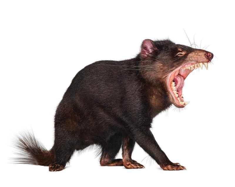 Tasmanian Devil