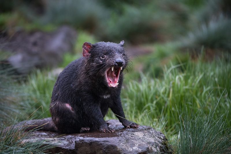 Tasmanian Devil