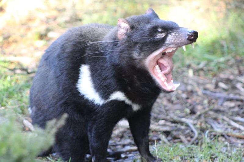 Tasmanian Devil