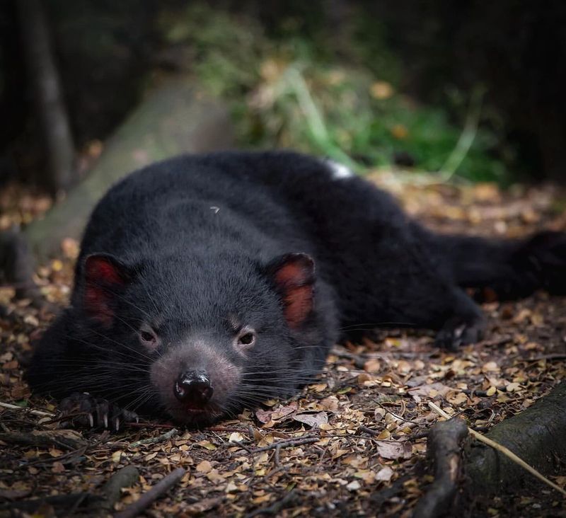 Tasmanian Devil in Tasmania