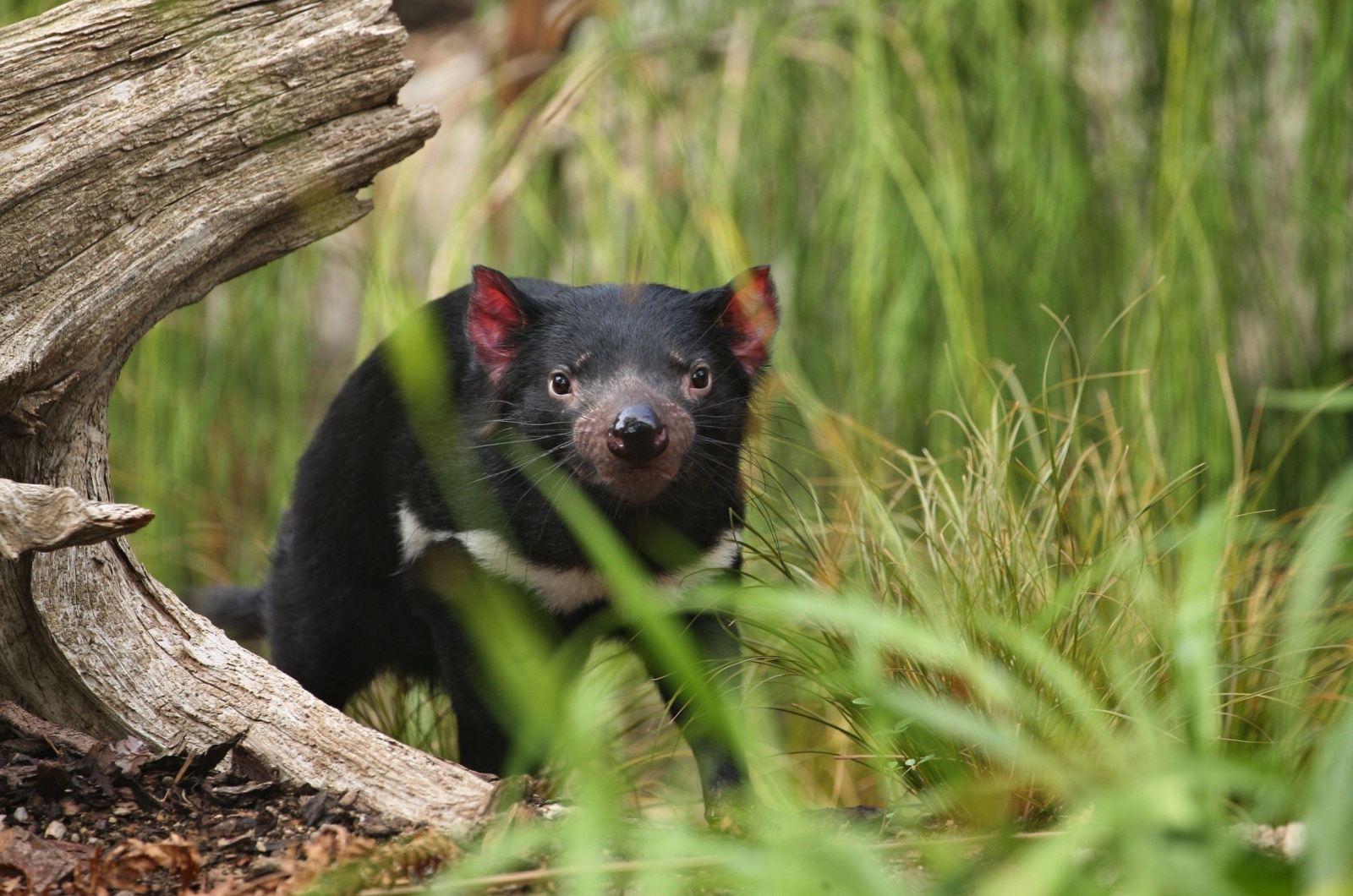 Tasmanian Devils