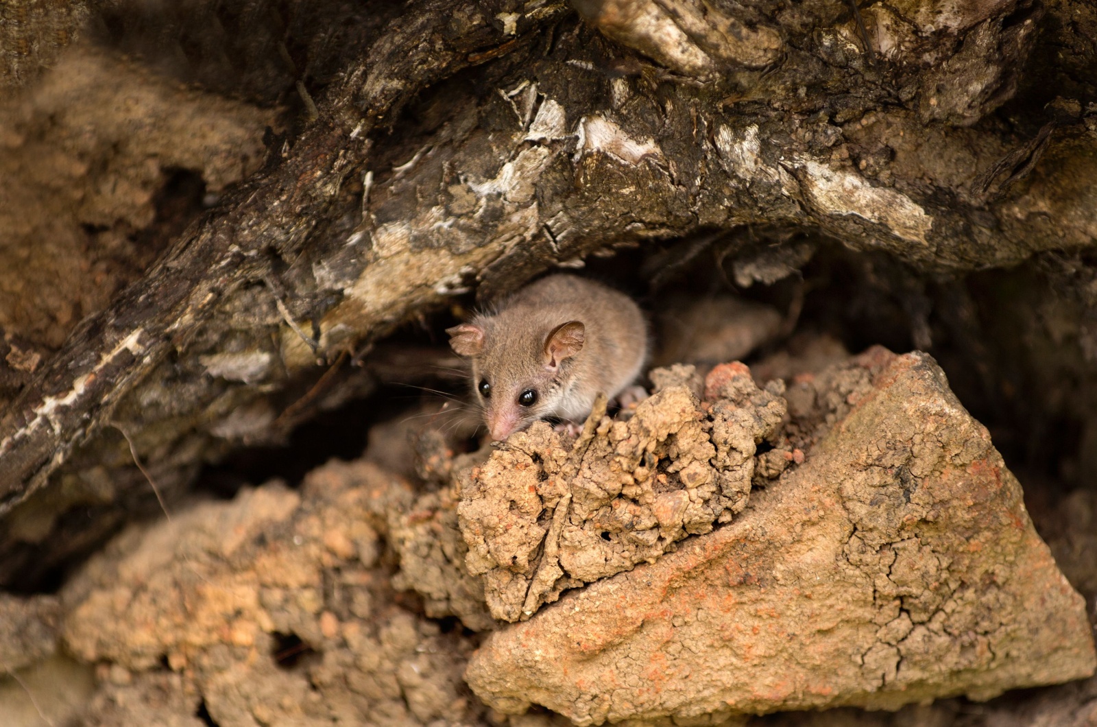 Tasmanian Pygmy Possums