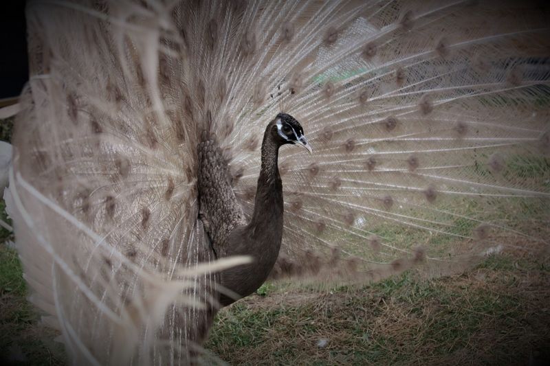 Taupe Peafowl