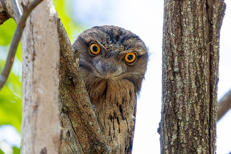 Tawny Frogmouth