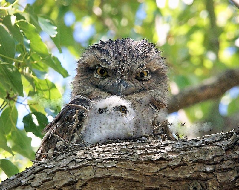 Tawny Frogmouth