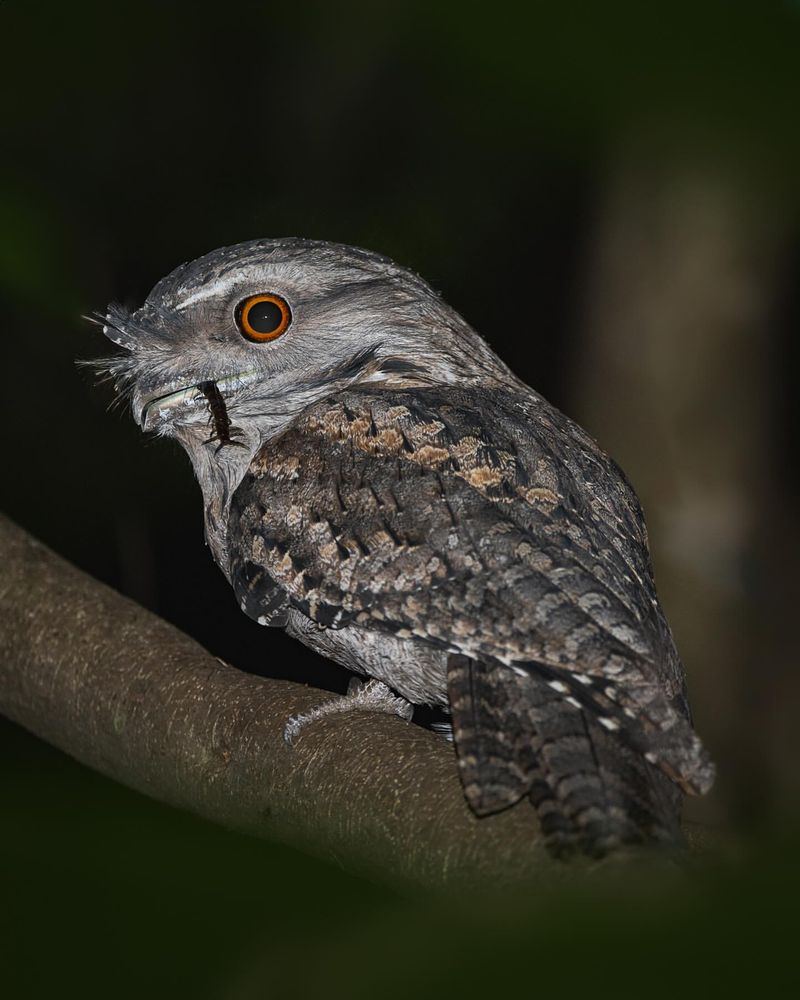 Tawny Frogmouth