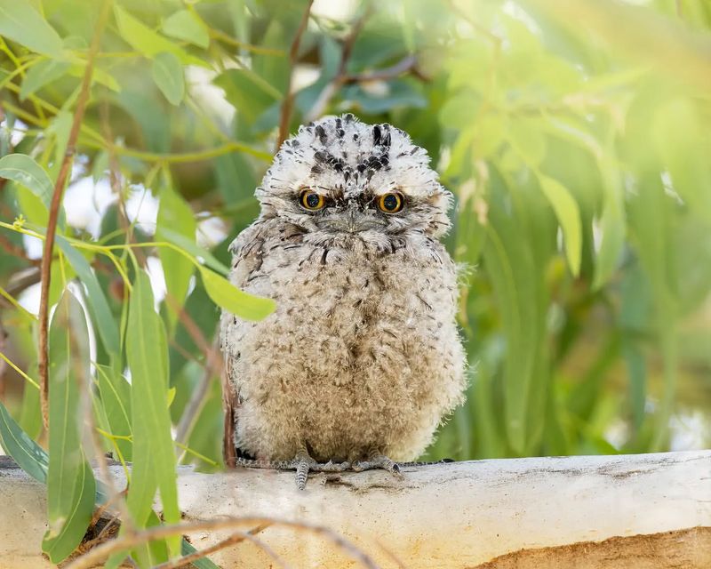 Tawny Frogmouth