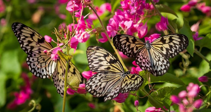 Technological Advances in Butterfly Research