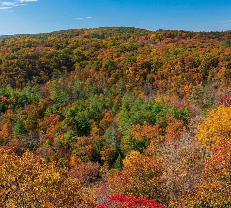 Temperate Broadleaf Forest