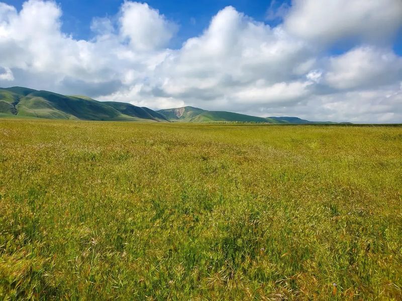 Temperate Grasslands