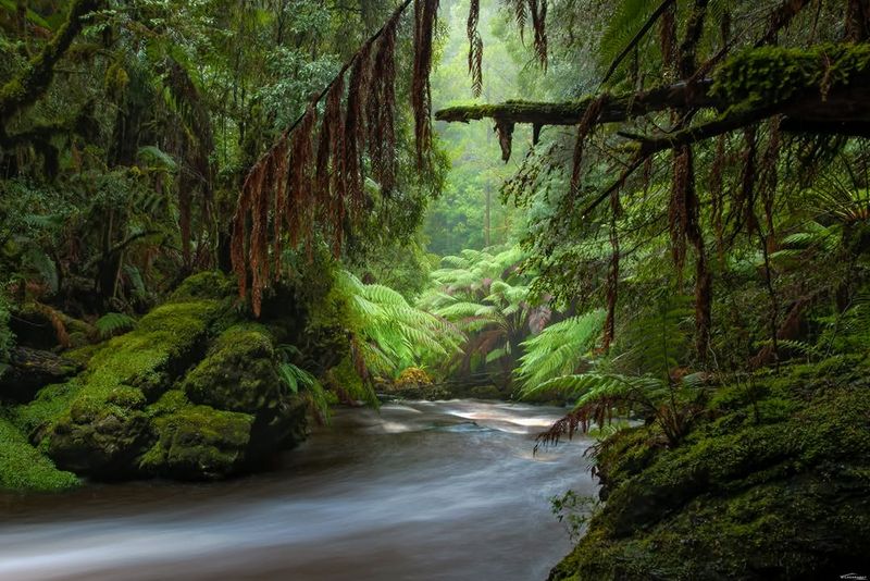 Temperate Rainforest