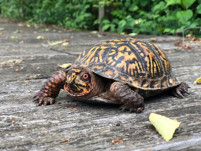 Tennessee's Eastern Box Turtle