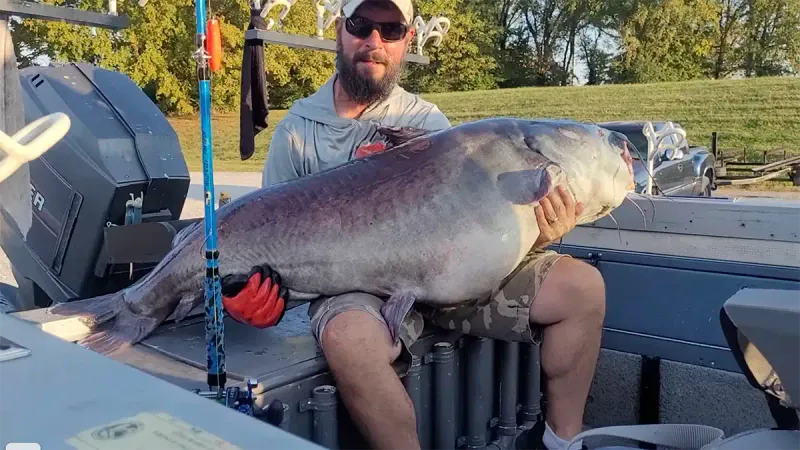 Tennessee: Blue Catfish