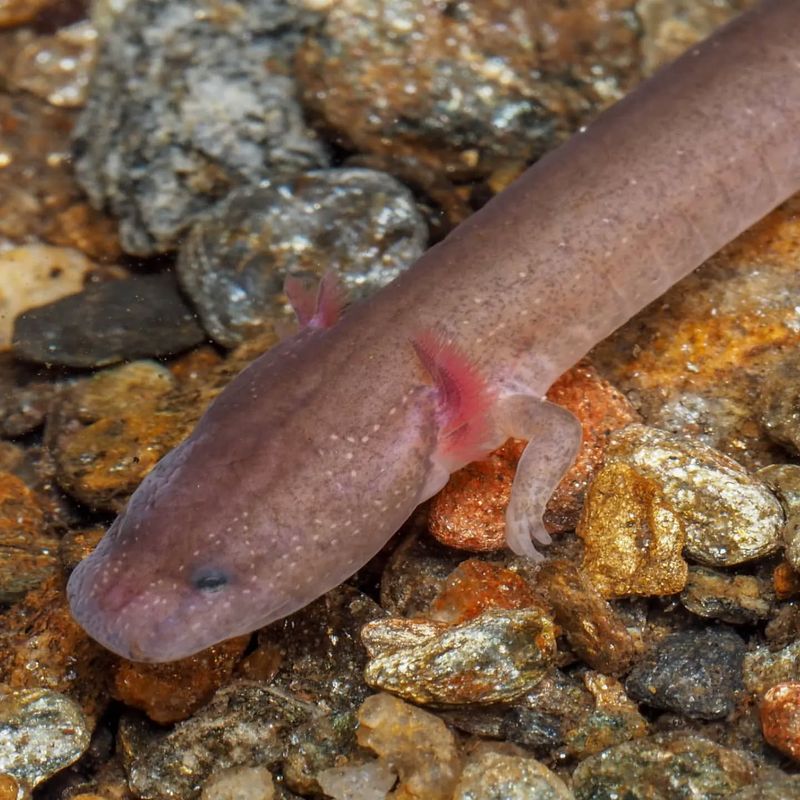 Tennessee Cave Salamander