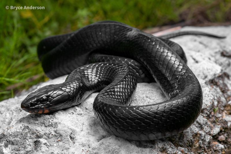 Tennessee - Eastern Indigo Snake