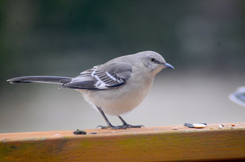 Tennessee - Northern Mockingbird