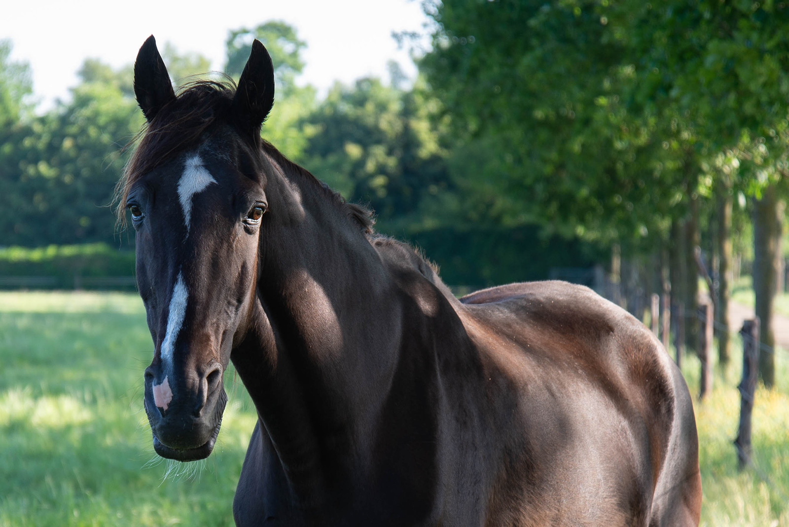 Tennessee Walking Horse