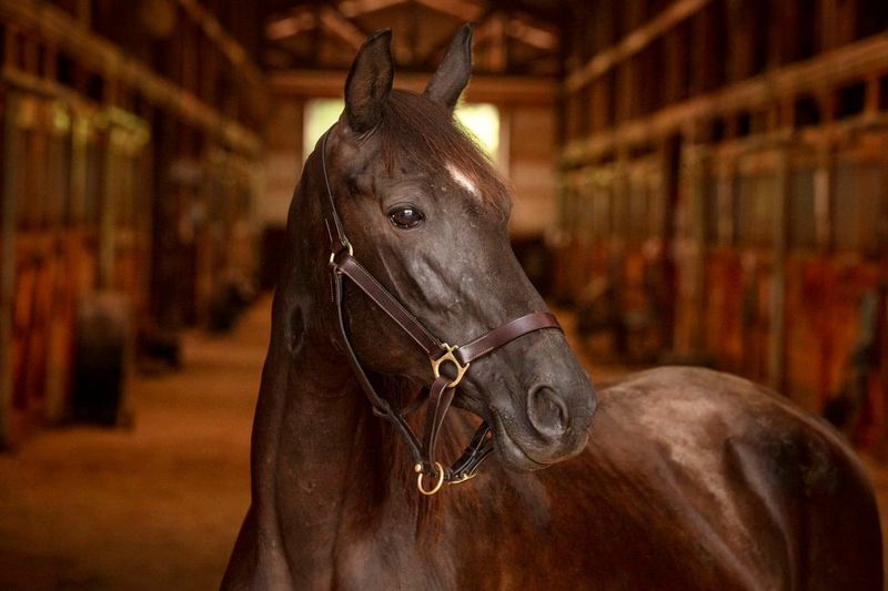 Tennessee Walking Horse