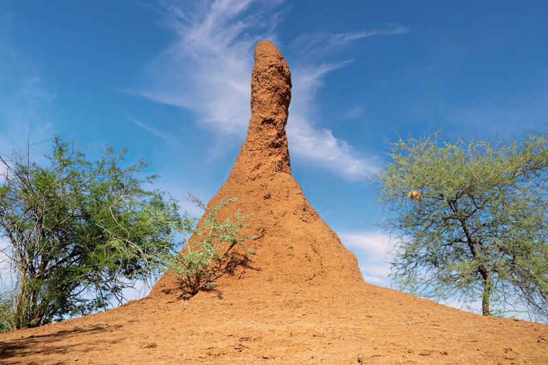 Termite Mounds