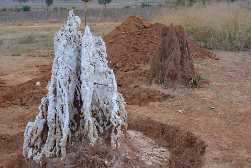 Termites and Climate Control