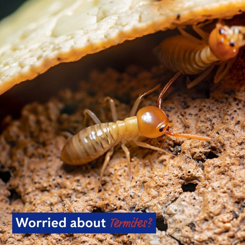 Termites