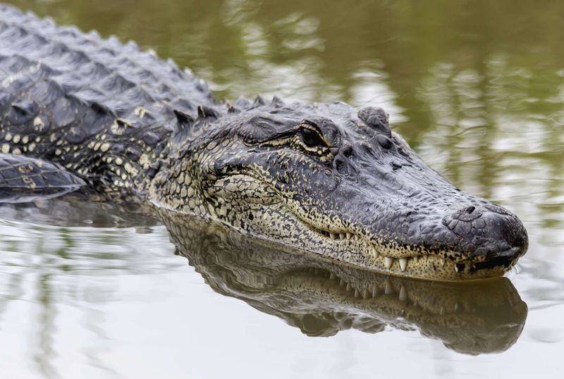 Texas's American Alligator