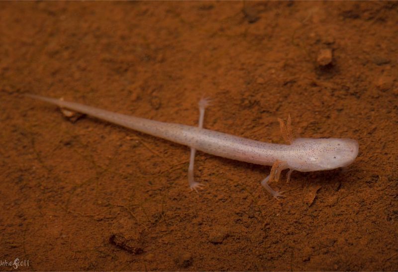 Texas Blind Salamander