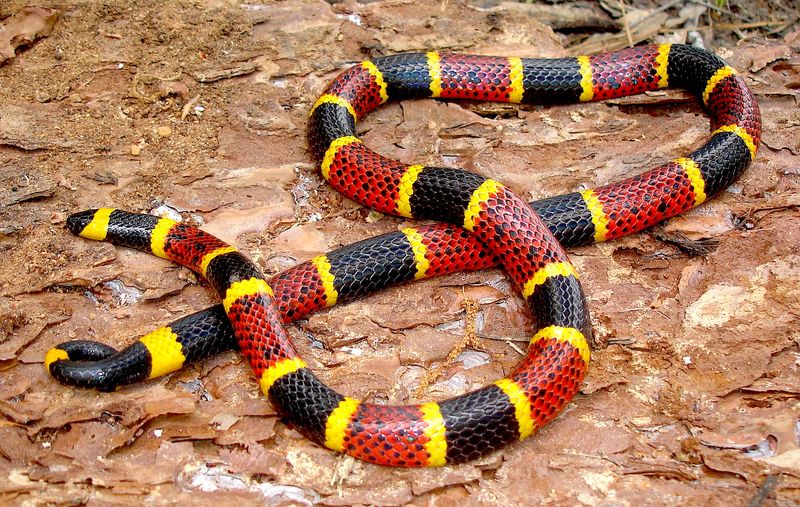 Texas Coral Snake