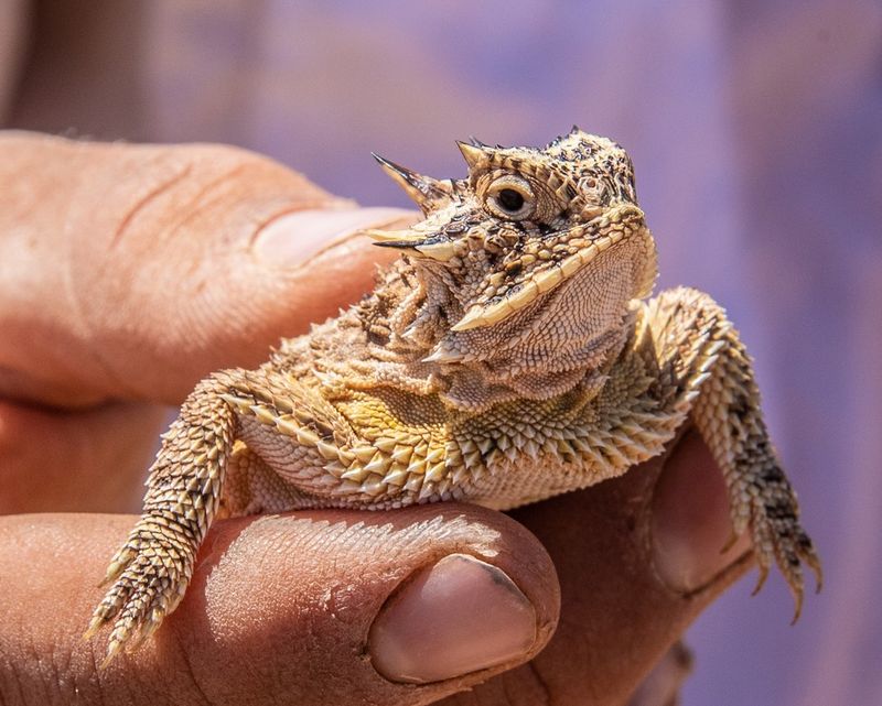 Texas Horned Lizard