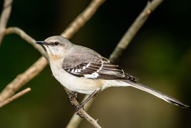 Texas - Northern Mockingbird