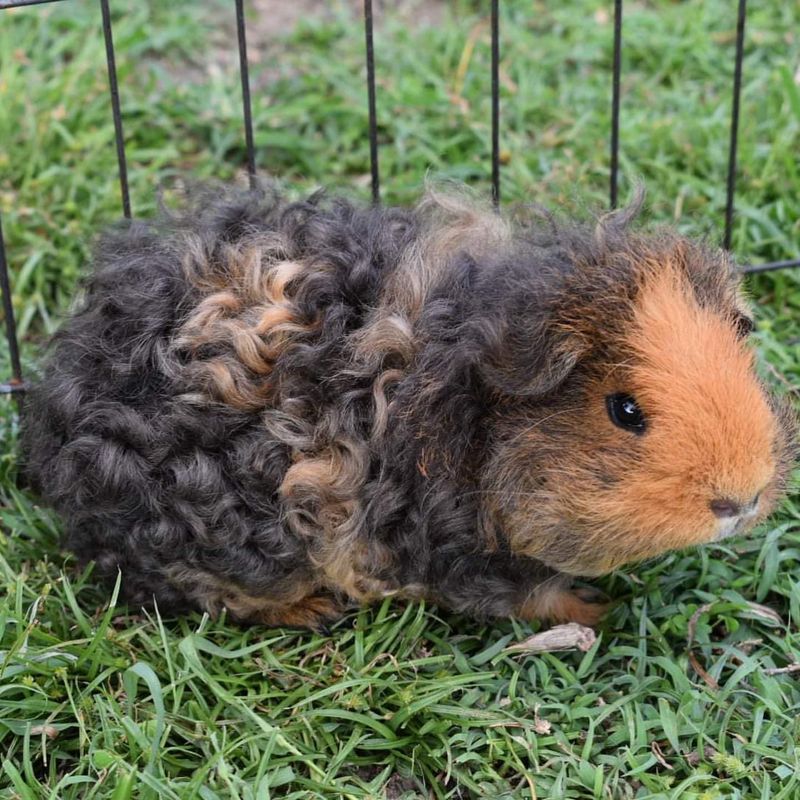 Texel Guinea Pig