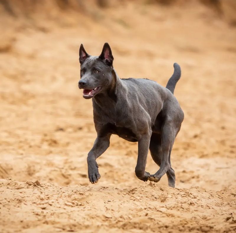 Thai Ridgeback