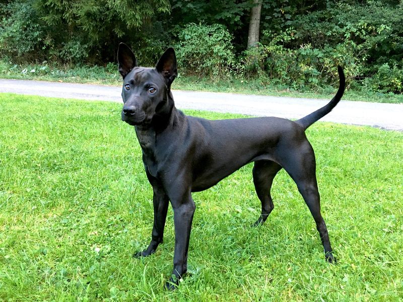 Thai Ridgeback