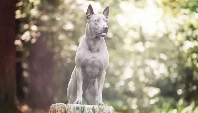 Thai Ridgeback