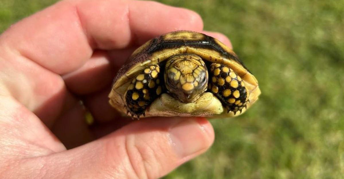 The 10 Best Land Turtles To Keep As Pets