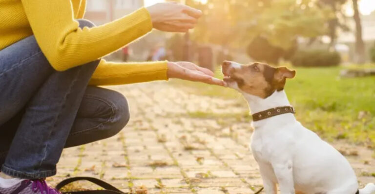 The 10 Best Practices For Tailoring Your Dog’s Walking Routine