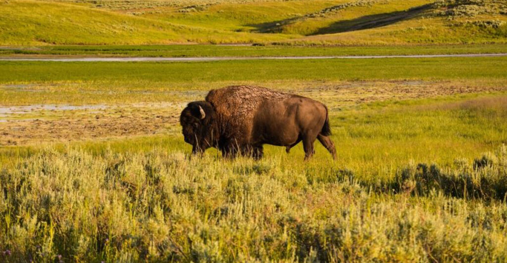 The 10 U.S. States With The Highest Populations Of American Bison