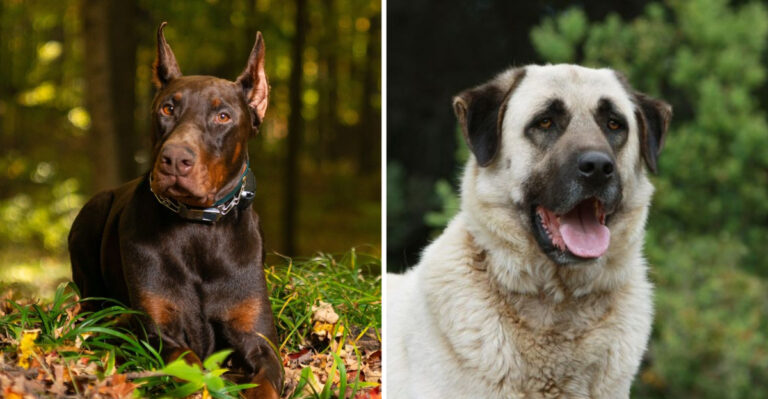 The 12 Best Dog Breeds To Protect Against Bobcats