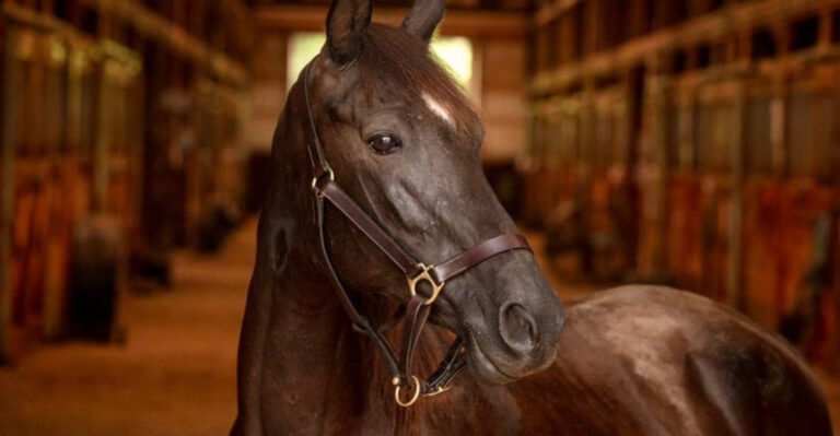 The 15 Most Effective Horse Breeds For Therapeutic Work