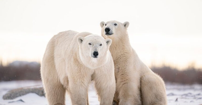The 16 Most Incredible Animals Of The Tundra