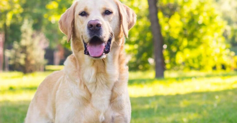 The 17 Most Empathetic Dog Breeds For Therapy Roles