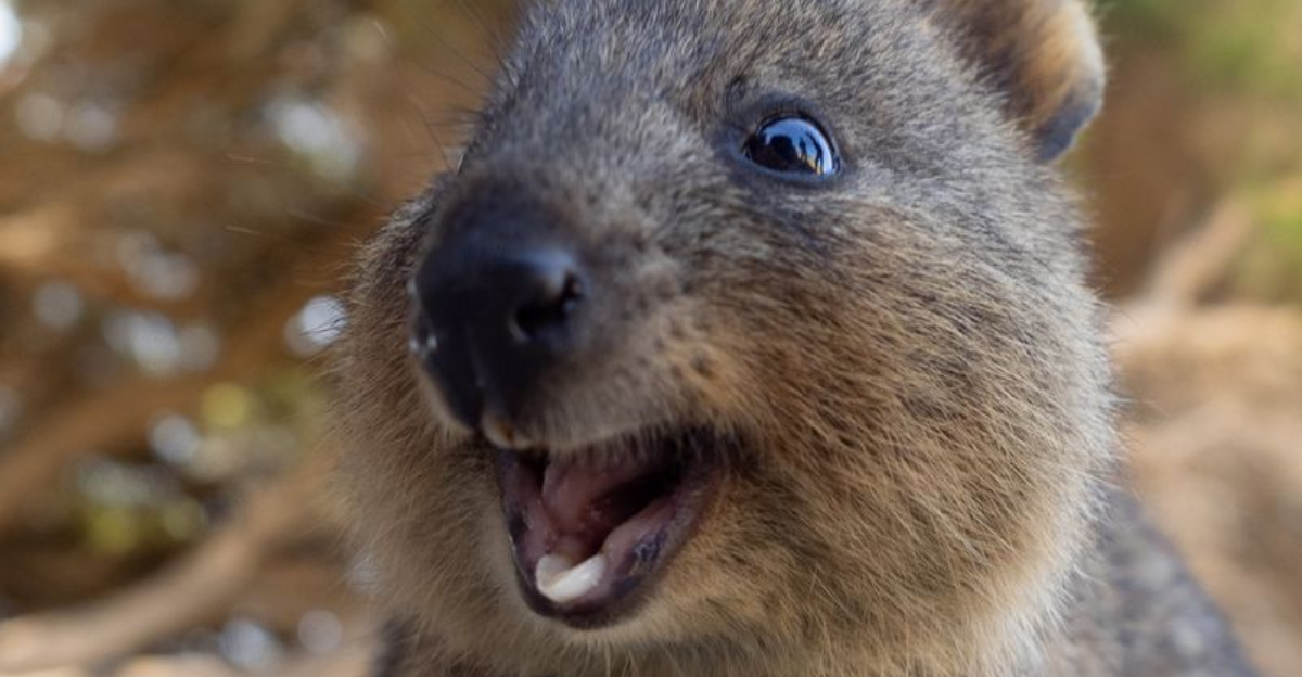 The 23 Happiest Animals In The World