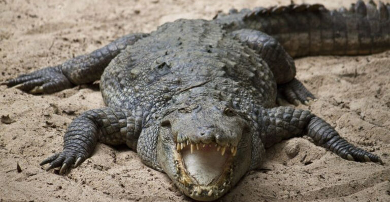 The 23 Most Dangerous Pets People Keep At Home