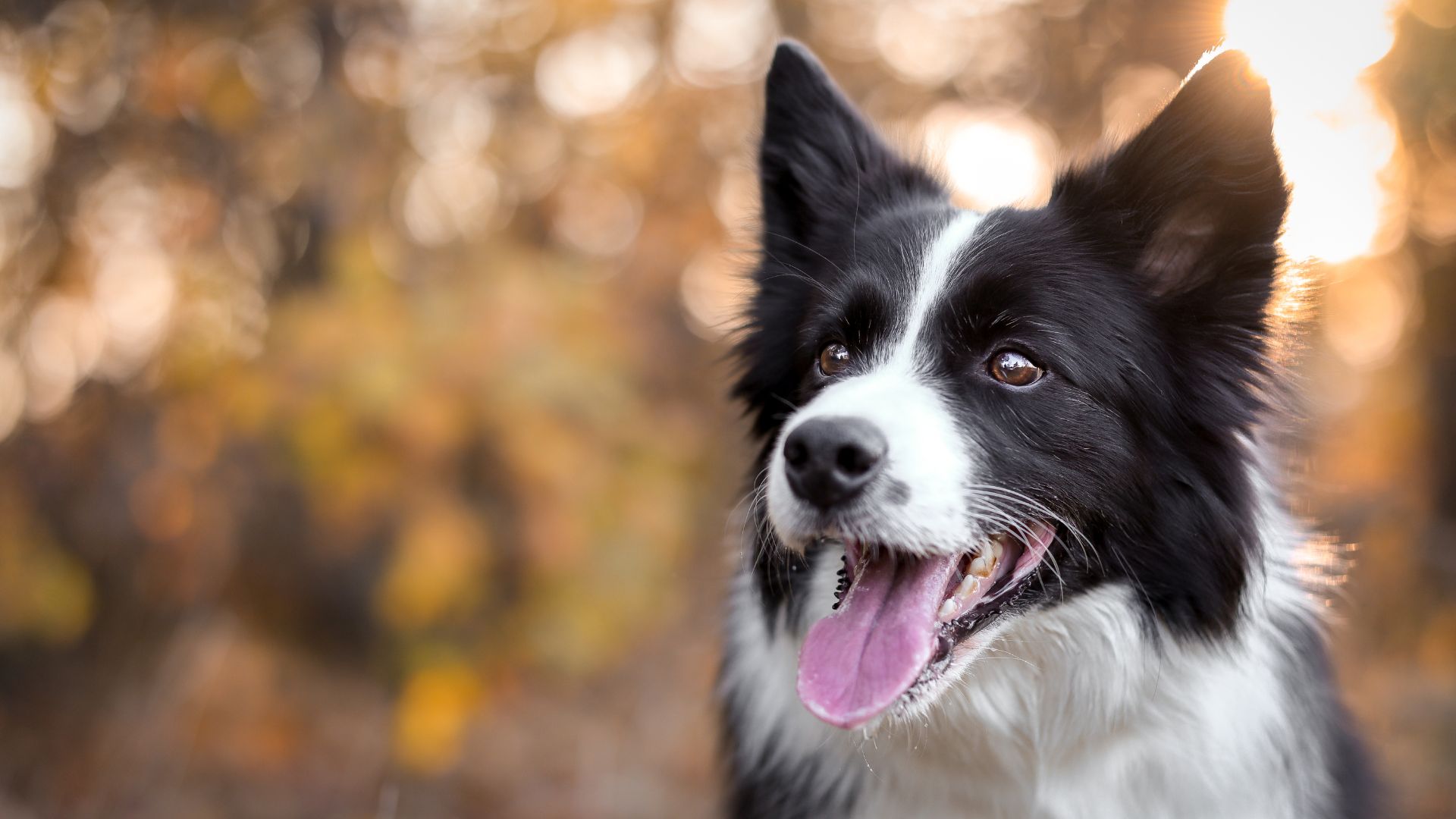 The 26 Most Intelligent Dog Breeds Around The Globe