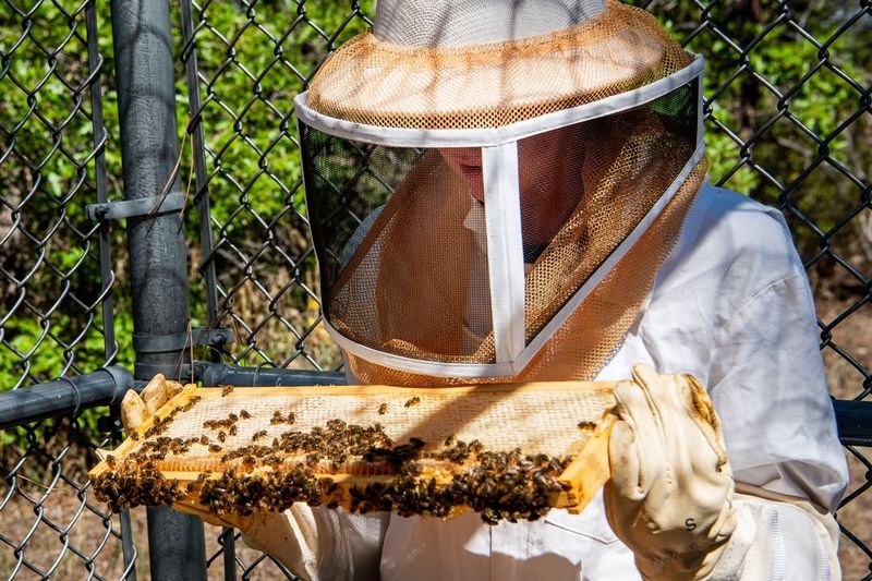 The Art of Bee-Keeping