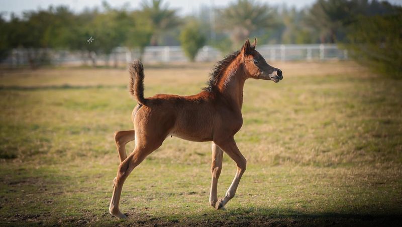 The Art of Breeding