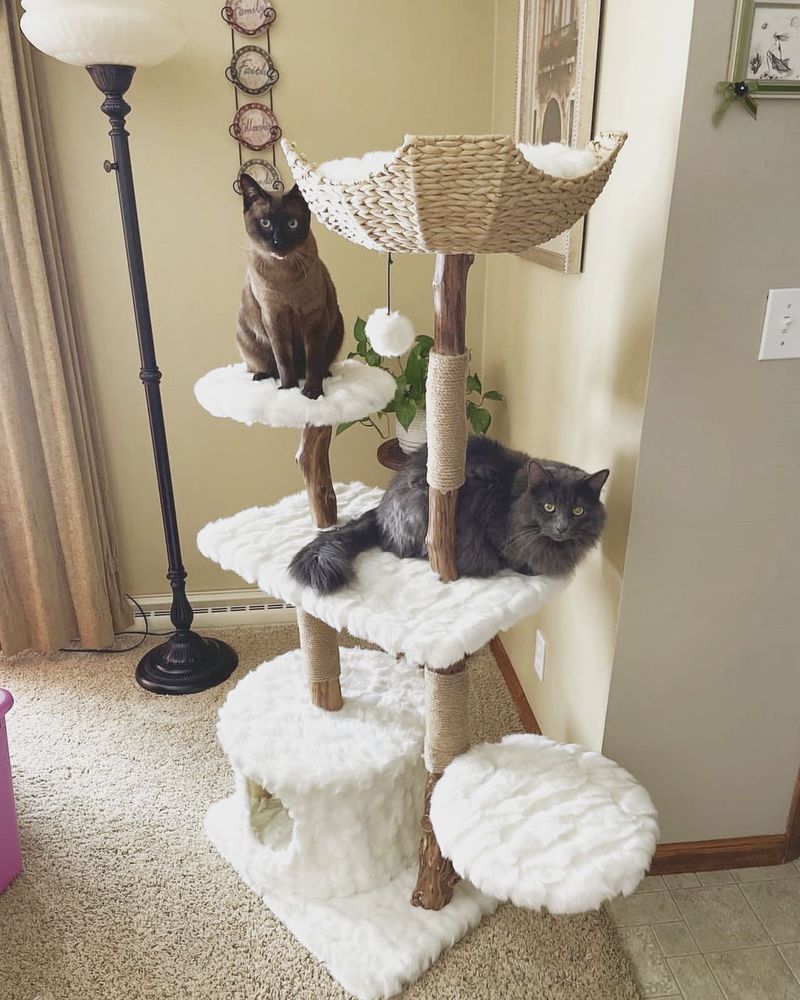 The Benefits of Cat Trees and Scratching Posts