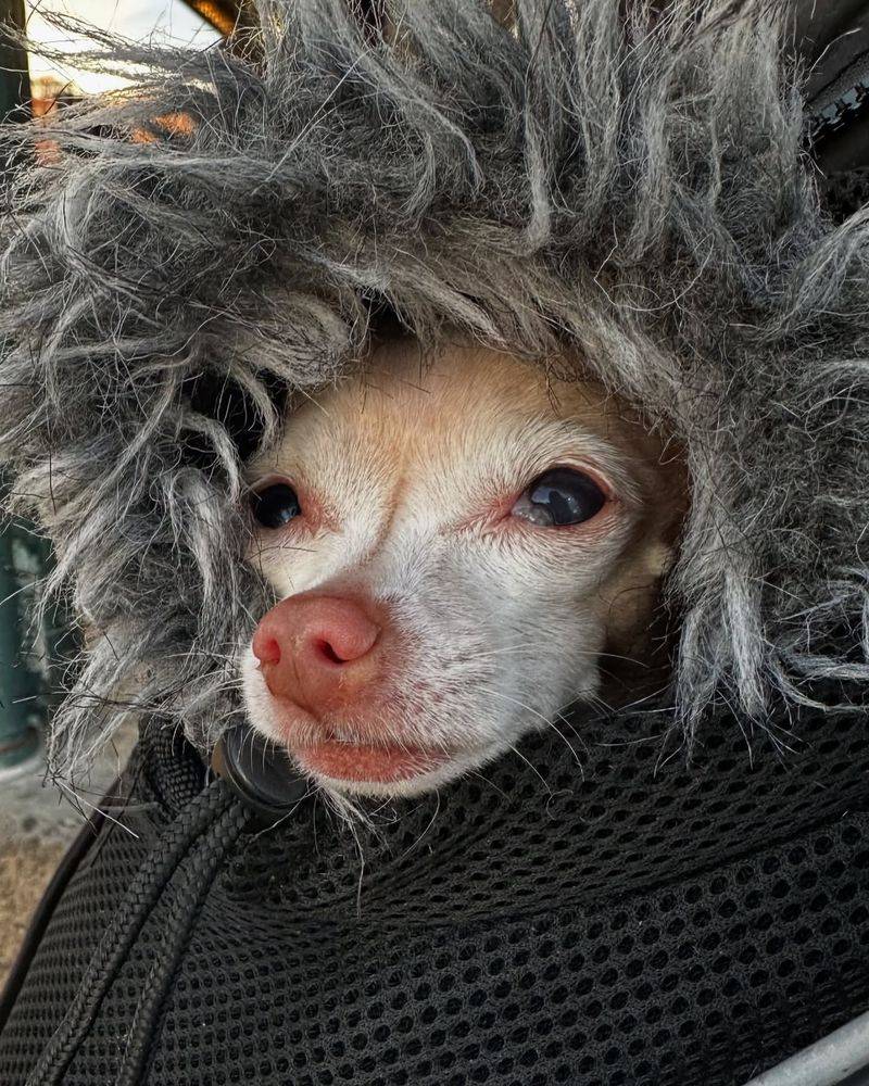 The Chihuahua Cold Sensitivity